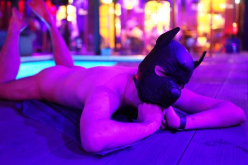 Puppy Night März 2026