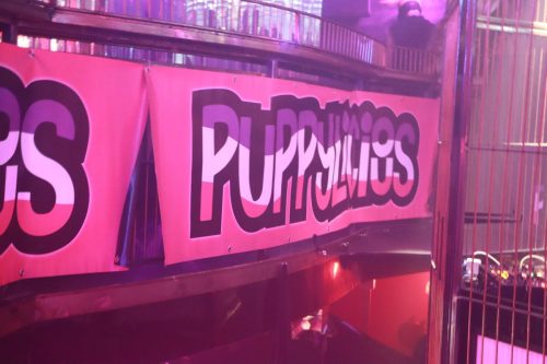 Puppy Peide Cologne 2026 - PuppyLicious